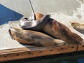 scars on the skin of a living sea lions pier at the ocean